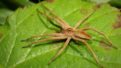 Nursery web spider | The Wildlife Trusts